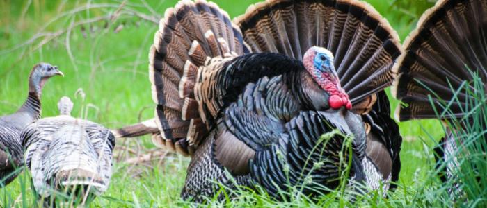 9 Reasons to buy a custom Turkey Call