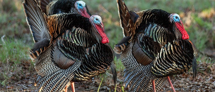 5 Tips For Scouting Spring Gobblers