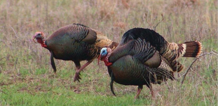5 Keys to being prepared for Turkey hunting season